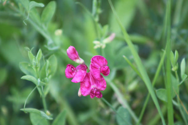 istock Tuberous pea in bloom close-up view with green plants in background 1325159892