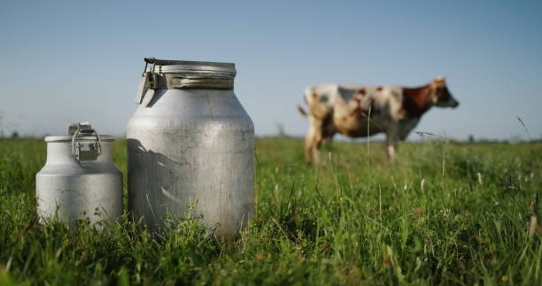 Milk bidons stand on pasture, a cow grazes in the background in the meadow Milk bidons stand on pasture, a cow grazes in the background in the meadow. dairy cattle photos stock pictures, royalty-free photos & images