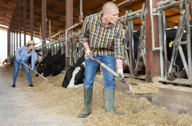 istock Diligent farmer working in cowshed, engaged in breeding of milking holstein co 1325161763