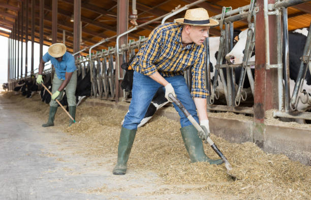 istock Busy man preparing hay for cows in livestock stall 1325161764