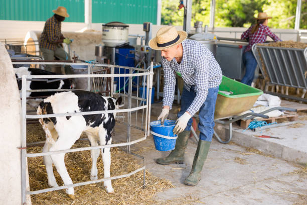istock Farmer working in stall, feeding cows with water 1325161858