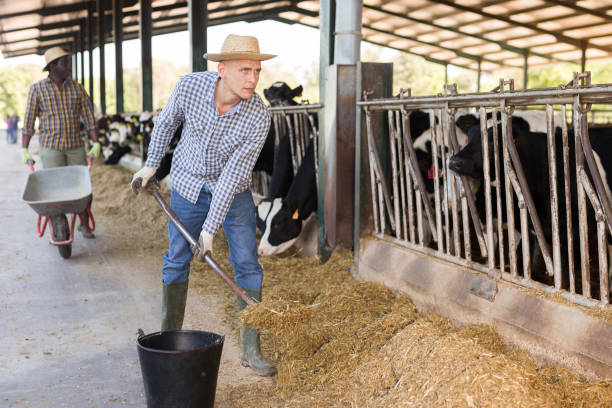 istock Male farmer working on dairy farm in cowshed 1325162490