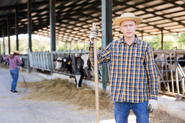 istock Confident man cow breeder standing in outdoor cowshed 1325162526