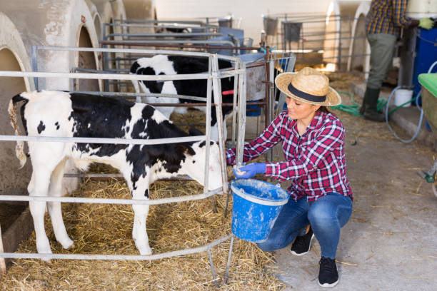 istock Female farmer feeding calf in the cowshed 1325162625