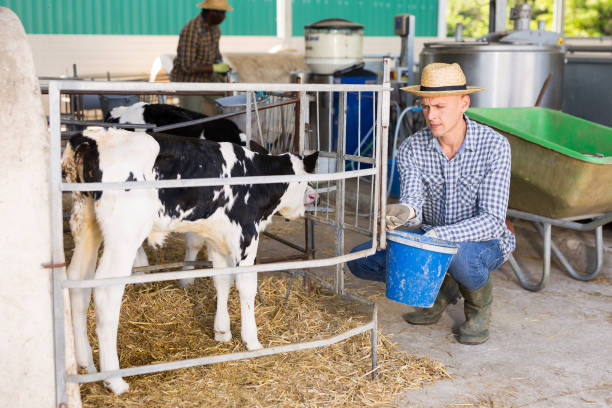 istock Cow breeder feeding small calves in cowshed 1325162640