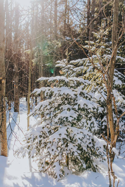Though it is humble, this conifer makes a rather picture-perfect Christmas icon.