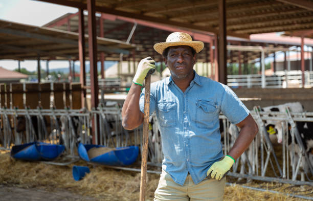 istock Hired worker with agricultural tool in hands in cowshed 1325162815