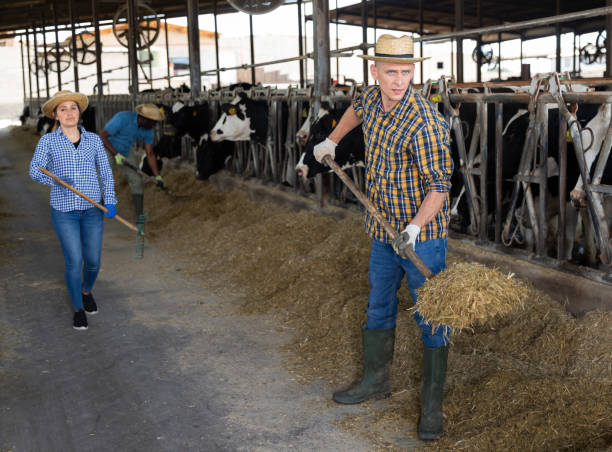 istock Skilled confident male farmer working in outdoor cowshed 1325162818