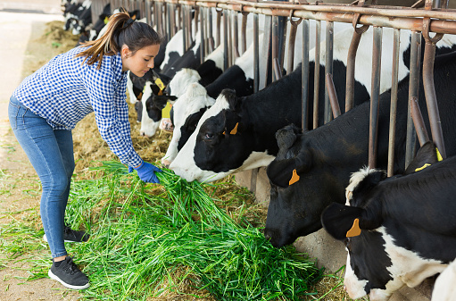 Young latin american female farmer working in cowshed, feeding cows with fresh green grass