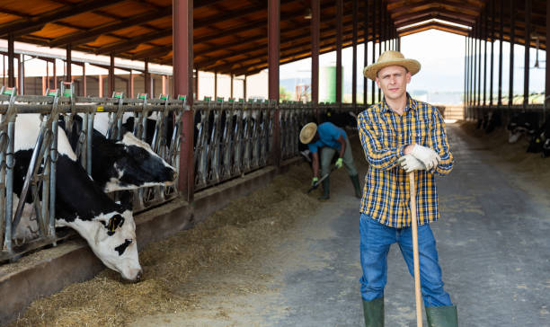 istock Owner of dairy farm standing in stall with herd of cows 1325163473