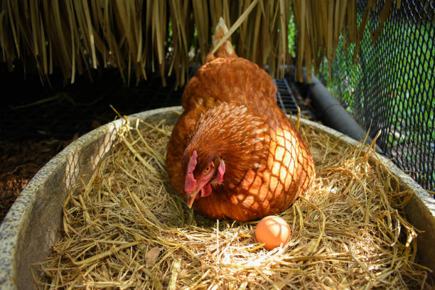pollo all'intervallo libero (gallina che depone le uova) - deporre le uova foto e immagini stock