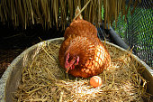 Free Range Chicken (Hen Laying Eggs)