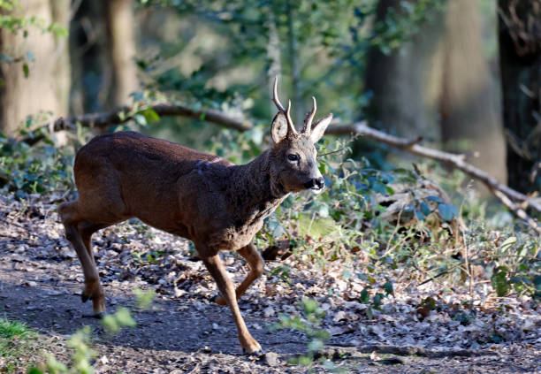 istock Male roe deer in the woods 1325166448