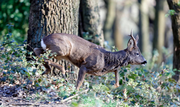 istock Male roe deer in the woods 1325166454