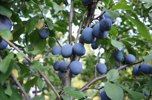 istock ripe plums on a branch 1325166543