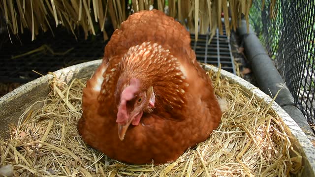 Free Range Chicken (Hen Laying Egg on Hay)