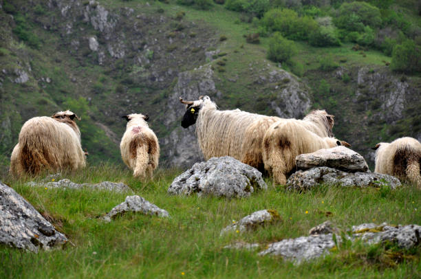 istock sheep in the mountains grazing 1325167361