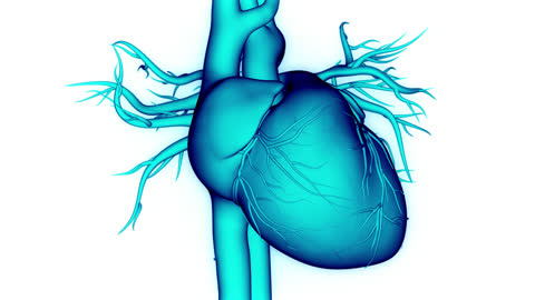 Human Circulatory System Heart Anatomy Animation Concept Stock Video -  Download Video Clip Now - iStock