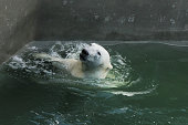 beautiful polar bear swims and bathes in the water