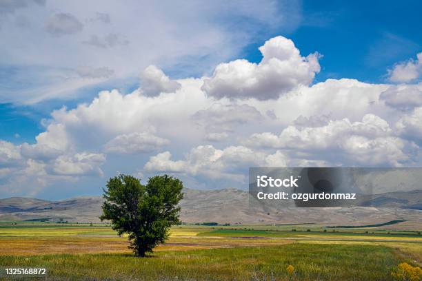 Heart Shaped Tree With Beautiful Cumulus Clouds Stock Photo - Download Image Now - Heart Shape, Nature, Springtime