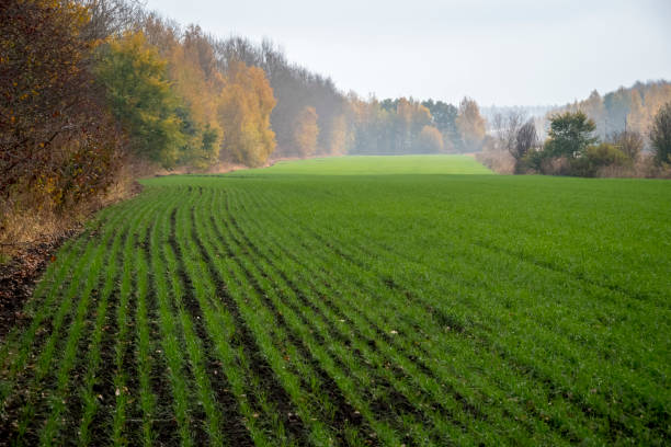 campo verde de trigo de invierno - winter wheat fotografías e imágenes de stock