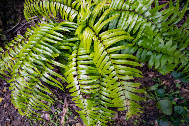 isola lord howe - lord howe island foto e immagini stock