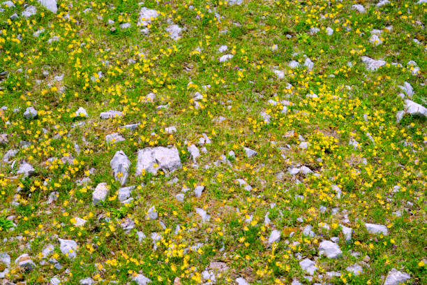 Clouse up of Mountain grassland with green grass,  yellow flowers and stones, for background.