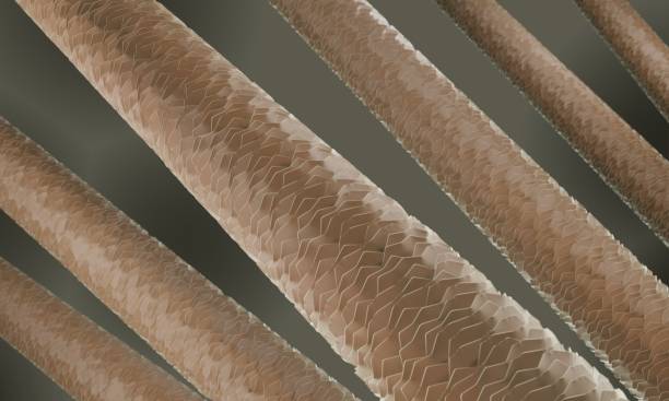 Brown hair close-up, hair porosity 3d illustration Microscopic view of low porosity human hair strand hair strands stock pictures, royalty-free photos & images