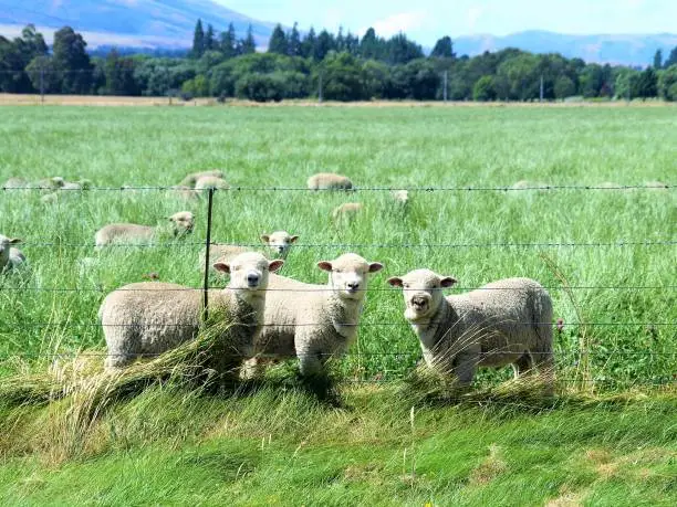 Photo of More Sheep Than People