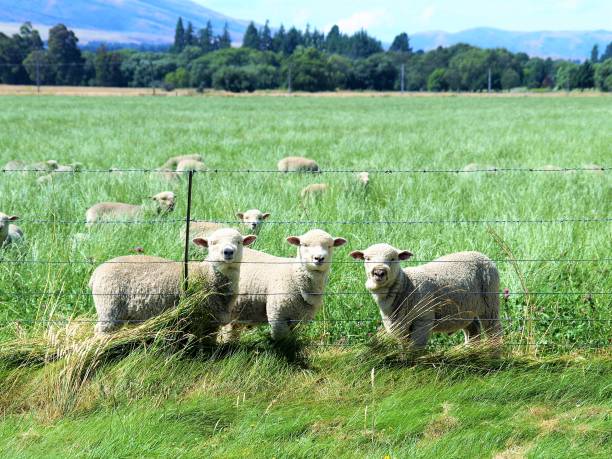 more sheep than people - barbed wire rural scene wooden post fence imagens e fotografias de stock