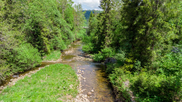 istock Creek called Czarna Wiselka. Source creek of the Vistula River. 1325172944