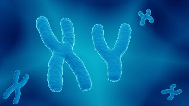 Male 23. chromosome pair XY chromosome pair, male 23. chromosome pair carrying the DNA chromosome photos stock pictures, royalty-free photos & images