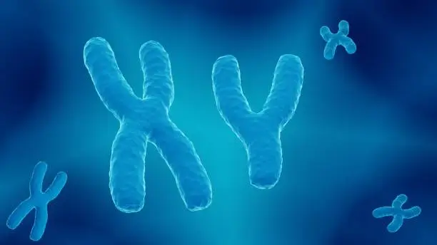 Photo of Male 23. chromosome pair