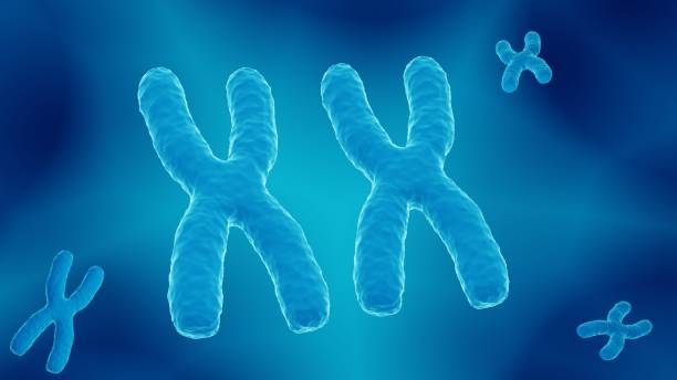 paire de chromosomes x - chromatid photos et images de collection