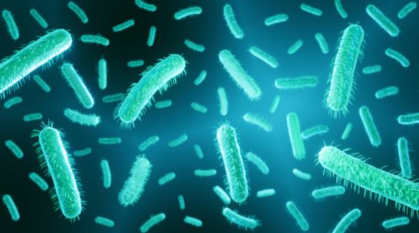 E. coli bacteria E coli is a gram negative bacteria, part of human intestine microbiome, escherichia coli can couse food poisoning lactic acid stock pictures, royalty-free photos & images