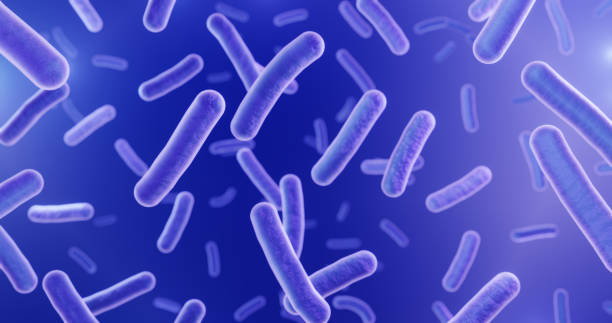 bacillus-bakterien nahaufnahme - milchsäure stock-fotos und bilder