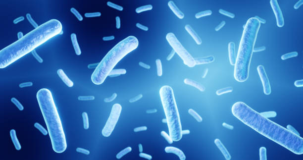 lactobacillus, probiotici, batteri gram-positivi - bacillus subtilis foto e immagini stock