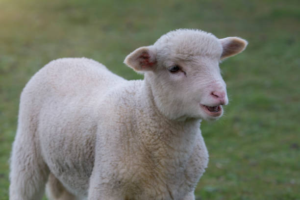 istock Baby Merino Sheep out in the paddock 1325174784