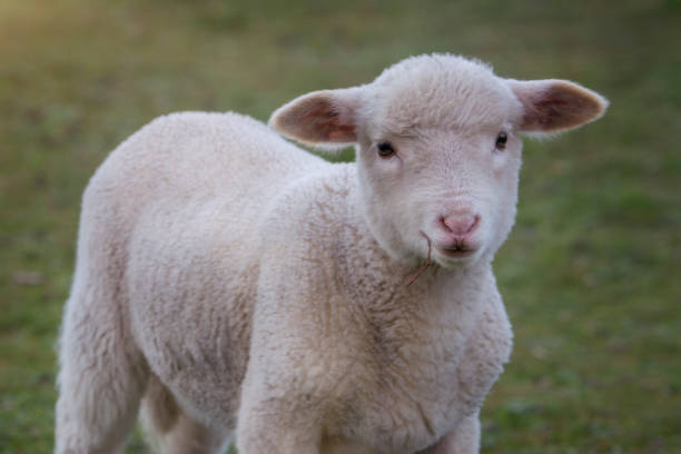 istock Baby Merino Sheep out in the paddock 1325174835