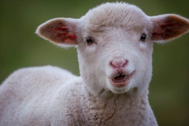 istock Baby Merino Sheep out in the paddock 1325174872