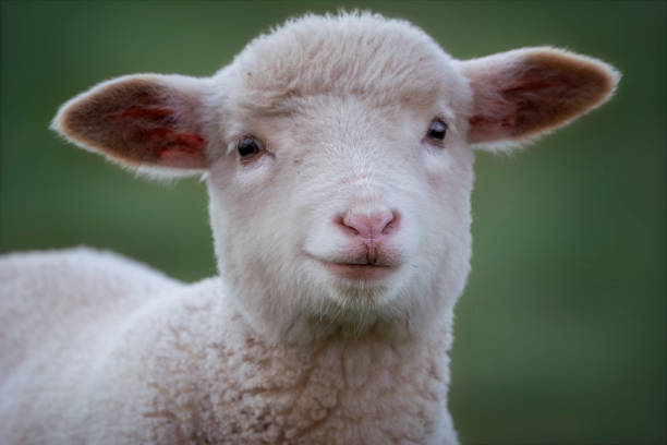 portrait sheep isolated on a white background.