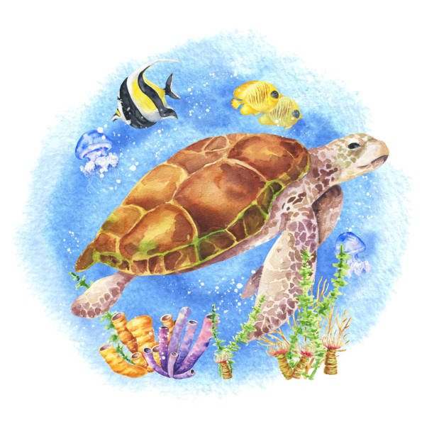 żółw akwarelowy w wodzie. akwarela podwodna ilustracja zwierząt - 4719 stock illustrations