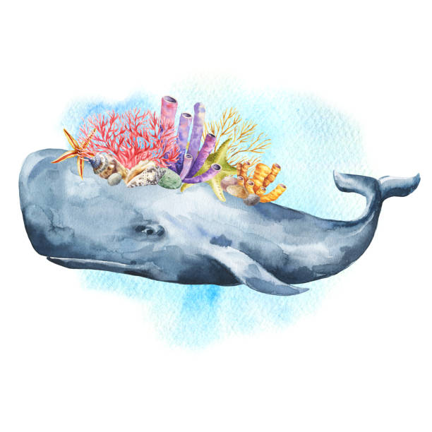 ilustrações de stock, clip art, desenhos animados e ícones de watercolor whale with corals hand drawn illustration. watercolour underwater design. - 4724