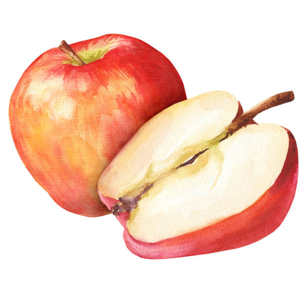 istock Watercolor red apple with cut half on white background. Watercolour food illustration. 1325175053