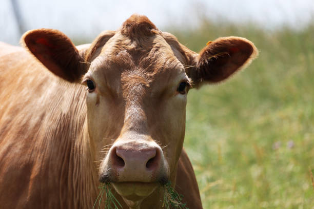istock Red cow in the pasture looking at the camera 1325175955