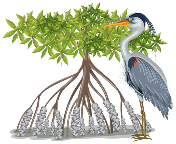 Great Blue Heron with Mangrove Tree in cartoon style on white background Great Blue Heron with Mangrove Tree in cartoon style on white background illustration mangrove habitat stock illustrations