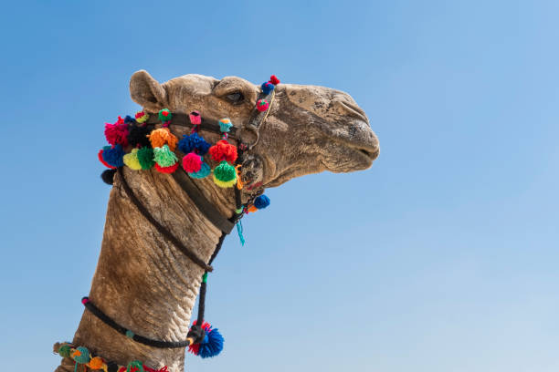istock Camel head portrait against blue sky. copy space 1325177672