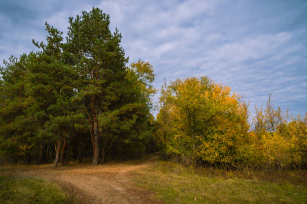 Photo of Forest autumn landscape - a path leading to a pine grove against the background of the sky with clouds