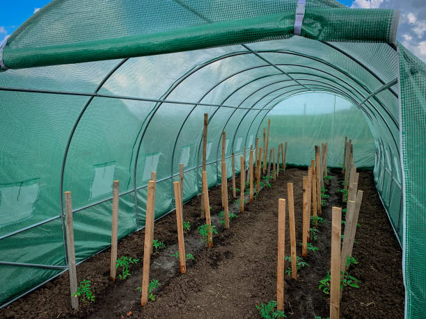 istock Organic farm greenhouse with young tomato plants growing inside. 1325178331