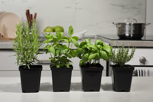 Pots with basil, thyme, mint and rosemary on light grey table in kitchen